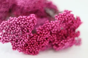 Fleurs de riz préservées bouquets de fleurs séchées rose pour décoration d'intérieur DIY