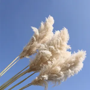 Close-up detail shot of natural dried pampas grass fluffy plumes against a clear blue sky.