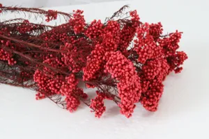 Bouquet de fleurs de riz séchées et conservées pour décoration d'intérieur et arrangement floral.