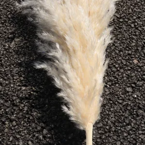 Natural dried pampas grass off white fluffy reed plumes for wedding home decor floral arrangement.