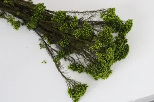 Bouquet de fleurs de riz vertes préservées pour déco maison DIY et arrangement floral.