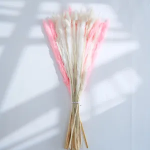 Bouquet de herbe de pampas séchée rose blanc queue de lapin naturelle pour déco maison