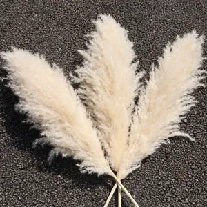 Natural dried pampas grass large fluffy reed stems for wedding home decor floral arrangement