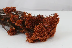Gros plan détaillé de branche de fleur de riz brun-orange conservée, idéale déco maison.
