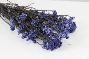 Gros plan de fleurs séchées bleues pour la décoration intérieure DIY et les arrangements de bureau.