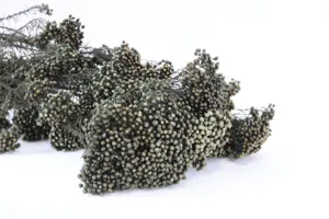 Gros plan d'un bouquet de fleurs de riz vert préservé pour déco DIY et art floral.