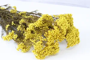 Fleurs de millet jaunes conservées naturelles pour décoration de maison et arrangements floraux.