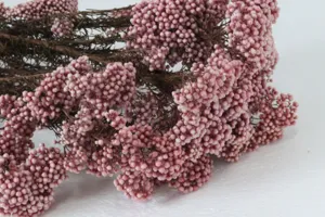 Gros plan de fleurs de riz roses préservées, idéal pour déco maison et arrangements.