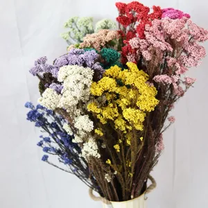 Bouquet de Fleurs Séchées Préservées Naturelles Bouquet de Gypsophile Pour Décoration Intérieure DIY Bureau Arrangement Floral Artisanat de Plantes