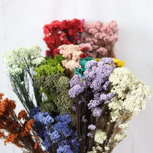 Bouquet de fleurs de riz séchées naturelles colorées préservées pour décoration d'intérieur DIY