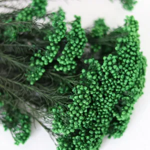 Fleurs de riz conservées vertes plantes naturelles séchées pour déco DIY maison fleurs