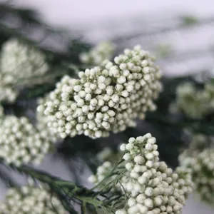 Bouquet de fleurs de riz préservées séchées pour la décoration intérieure DIY et bureau