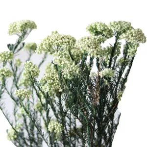 Bouquet de fleurs de riz blanches pour déco DIY et arrangement floral d'intérieur.