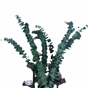 Geconserveerde eucalyptus bladeren boeket natuurlijke gedroogde plant tak voor huisdecoratie