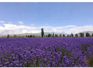 Scenic blooming purple lavender field background detail shot for natural dried floral decor.