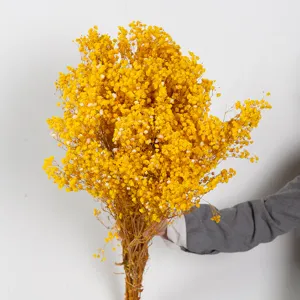 Gedetailleerd uitzicht op levendige gele gedroogde gipskruid bos, natuurlijke bloemen voor decor.