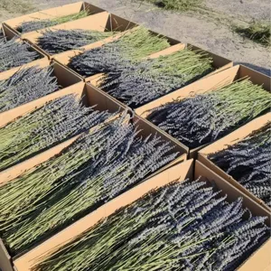 Natural dried lavender flowers bulk bunches for aromatherapy decoration and home decor