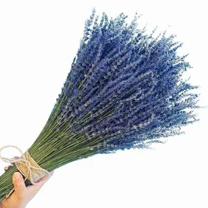 Natural dried lavender flower bouquet, aromatic home decoration and soothing floral arrangement.