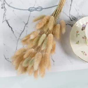 Natural dried bunny tail grass bouquet for home decoration and photography props.