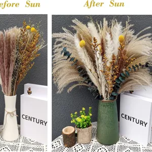 Dried pampas grass bouquet set natural dry flowers eucalyptus billy balls home decor main image
