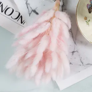 Natural dried bunny tail grass flowers, soft pink fluffy plants for home decor and photography props.
