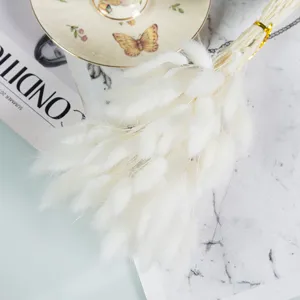 Natural dried white bunny tail grass detail, perfect for aesthetic home decor and photo props.