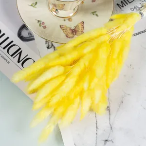 Natural yellow dried bunny tail grass for home decor, beautiful floral photography props.