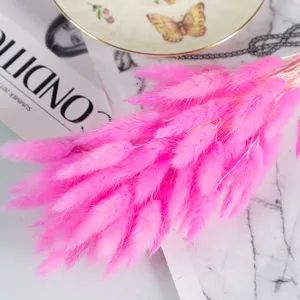 Pink dried bunny tail grass, fluffy floral decor, ideal for home styling and photography.