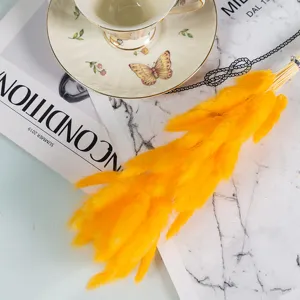 Bright yellow dried rabbit tail grass for home decor, floral arrangements and photo props.