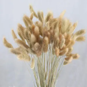 Natural dried bunny tail grass bouquet for cozy home decoration and photography props.