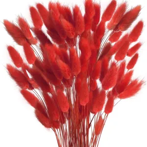 Natural red dried bunny tails grass bouquet for home decoration and photography props decor