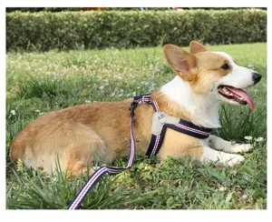 Detailed view of a durable vest-style dog harness and leash set in classic striped design.