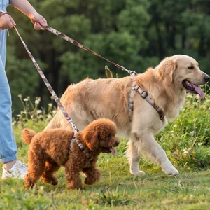 Dual dog leash and harness set for walking two pets outdoors safely and comfortably.