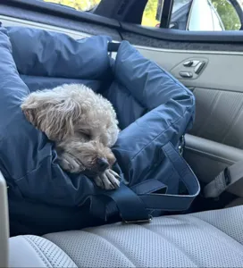 Vue détaillée du siège auto pour animal de compagnie bleu, sac de transport portable pour petits chiens.