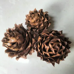 Gedetailleerd close-up van natuurlijke bruine dennenappels voor kerstdecoratie en knutselen.