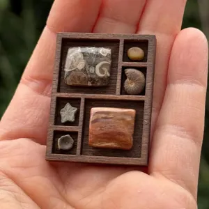 Miniatur Holz Schaukasten Regal mit Fossilien Proben Display, kleine Sammlervitrine für Deko