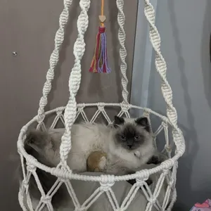 Handcrafted macrame cat hammock bohemian hanging pet bed with cushion for indoor cats