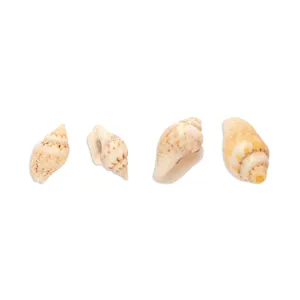 Natural flower shell loose beads for DIY handmade bracelets necklaces jewelry making accessories.