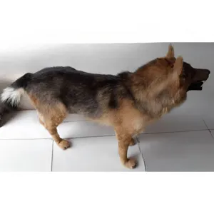 Realistic German Shepherd plush dog model simulation animal toy for home decor and photo props.