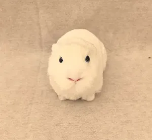 Simpatico modello di porcellino d'India in peluche, realistico soprammobile bianco per auto.