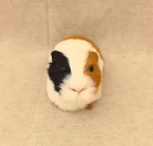Simulazione porcellino d india peluche animale carino modello decorazione auto