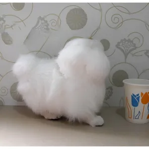 Simulation Pekingese Stofftier weiss flauschig Welpe Pluesch Modell Dekoration Detailansicht