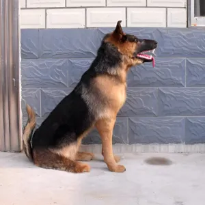 Realistic German Shepherd plush model large simulation dog toy home decor photo prop