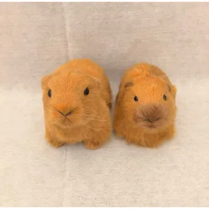 Detailed close-up view of cute simulation capybara plush figurine home decor animal toy
