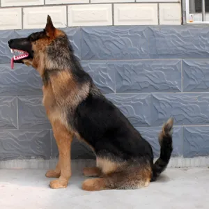 Realistic German Shepherd plush model detail, large sitting wolf dog prop for decor.