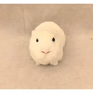 Weißes Plüschtier als Meerschweinchen, detailreiche Nahaufnahme des flauschigen Tiermodells.