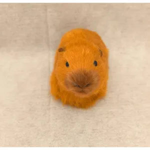 Close-up detail of cute simulation capybara plush toy ornament, soft furry home decor.