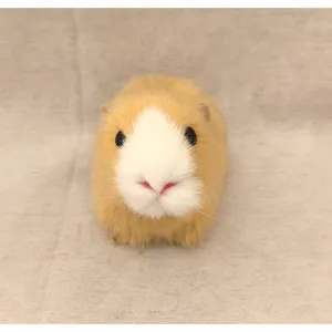 Realistisches Meerschweinchen Plueschtier, niedliches Tier Modell fuer Kinder Bildung.