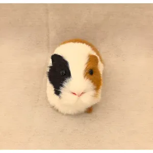 Realistisches Meerschweinchen Plueschtier, niedliches Tier Modell fuer Kinder und Bildung.