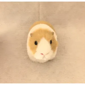 Simulation Meerschweinchen Plüschtier, realistisches Kuscheltier Modell für Kinder Kognition.